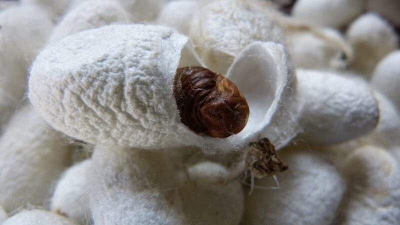 Fiber-Cocoon-Silkworm-White-Silk-Sliced-Brown-196533-840x630 Fiber-Cocoon-Silkworm-White-Silk-Sliced-Brown-196533-840x630